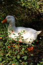 A duck picture.