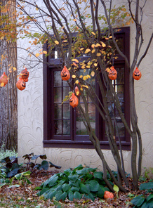 outdoor-halloween-tree-pumpkins-by-Ann_Althouse.jpg