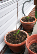 pecan-tree-growth.jpg