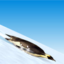 penguin3.jpg
