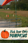 A pumpkin patch where you can pick your own pumpkins.