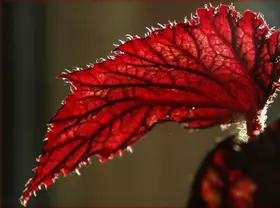 red-leaf-suncatcher-by-withrow.jpg