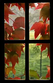 red-leaves-in-window-panes-by-doozzle.jpg