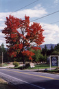 Firey red leaf tree in Upstate New York.