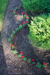Red Salvia flowers planted in front of the shrubs out front.