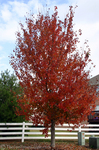 Red tree full of leaves.
