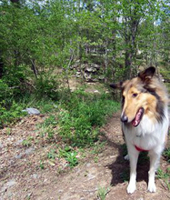ronnie-the-collie-in-franklin-tennessee.jpg