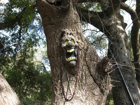 scary-tree-face-by-miheco.jpg