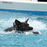 shep-dog-in-water.jpg