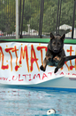 shep-dog-jumping.jpg