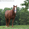 single-horse.jpg