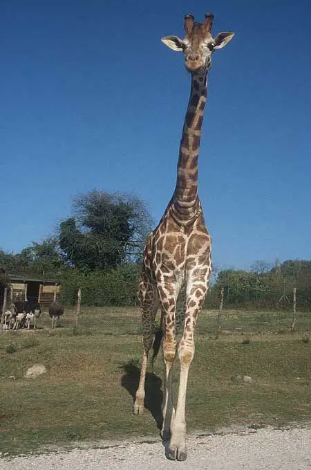 tall-giraffe.jpg