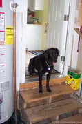 tenor-dog-on-garage-steps.jpg