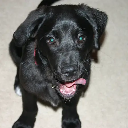 black lab golden retriever mix puppies. Puppy Update: Tenor Is Black…