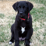 Tenor at 3 months of age - notice his white markings on toes, chest, and chin.