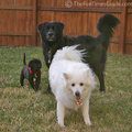 Three dog night.