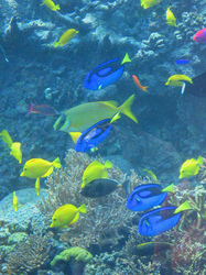 tropical-fish-by-matildaben.jpg