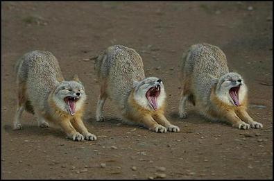 yawning-is-contageous.jpg