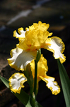 yellow flower.