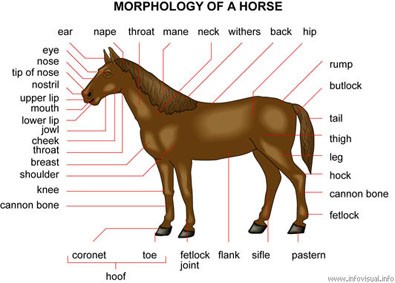 fun stuff about horses u0026amp funny horse pictures the fun times guide about horses 395x283