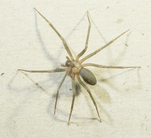 brown recluse spider bite