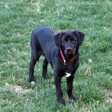 months puppy tenor lab dog update