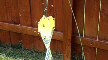 How to Get Rid of Japanese Beetles: A Bag-A-Bug Review