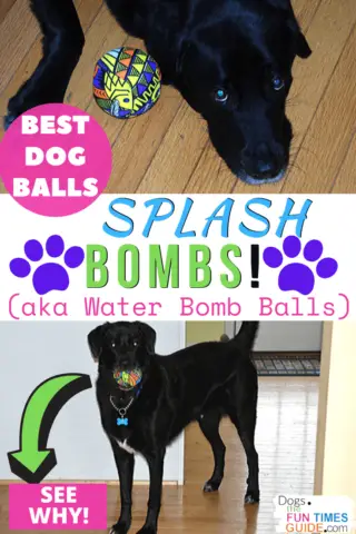 The best dog balls ever are Splash Bombs... see why!