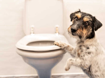 I Finally Found The Perfect Dog Diarrhea Treatment!
