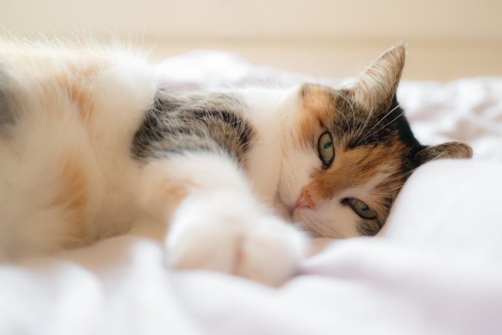 Cats love down pillows!
