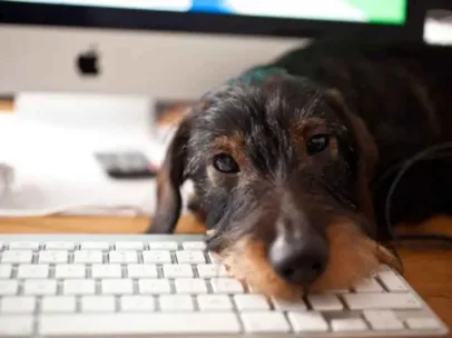 How Old Is My Dog?… Use This Dog Age-Human Age Equivalent Chart
