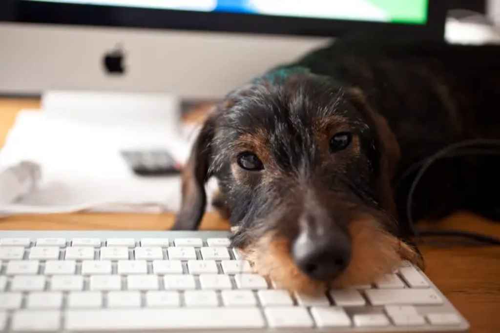 dog age facts found on computer