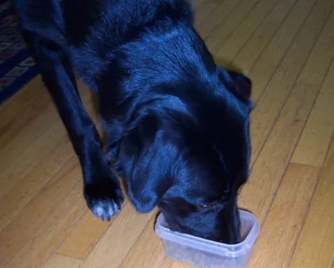 serving small portions of bland food will help with dog diarrhea