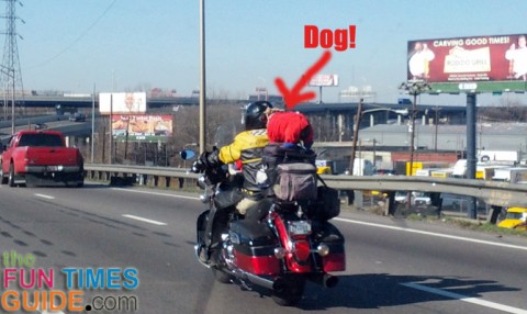dog-on-motorcycle-highway