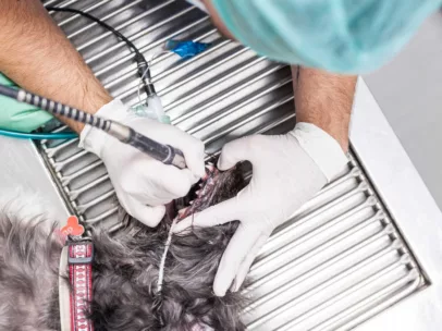 What A Dog Dental Cleaning Is Like: Dog Teeth Cleaning Cost + What You Can Expect After The Procedure