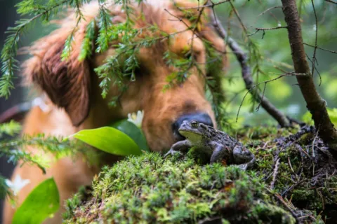 Before you let your dog get too close to frogs and toads... read this!