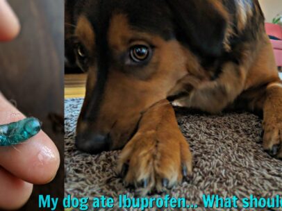My Dog Ate Ibuprofen, What Should I Do? My Personal Experience And Vet Treatment Details… Plus Info About Ibuprofen Toxicity In Dogs, Dangerous Doses, And Treatments
