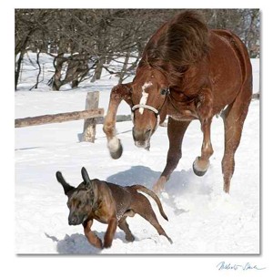 horse-chases-dog.jpg