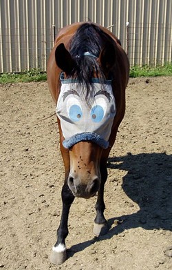 horse-with-blinkers-on.jpg