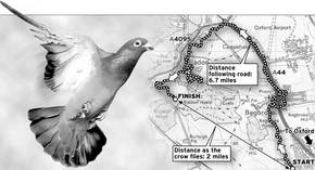 As the crow flies map... Proof that pigeons follow major roads and landmarks.