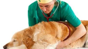 My Dog Died From Bloat – 5 Things You Need To Know About Bloat In Dogs That Might Save Your Dog’s Life