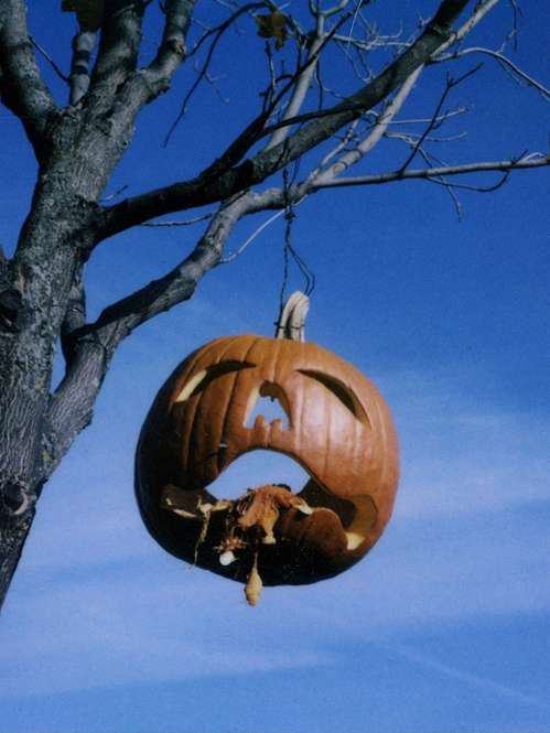 To decorate a live tree outside in the spirit of Halloween, consider hanging "vomiting pumpkins" or other forms of real live pumpkins from the tree branches.