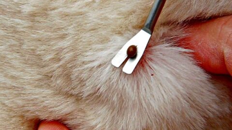Using the TickEase tick removal tool to remove a tick from a dog.