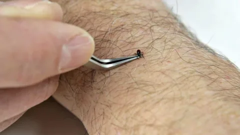 Using the TickEase tick removal tool to remove a tick from a human arm.