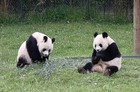 two-pandas.jpg