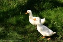 Picture of two ducks.