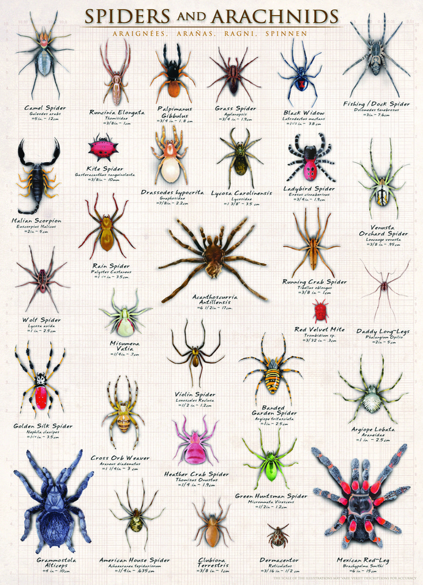 Fun With Spiders & Spider Facts: HappyFace Spiders, Free Spider ...